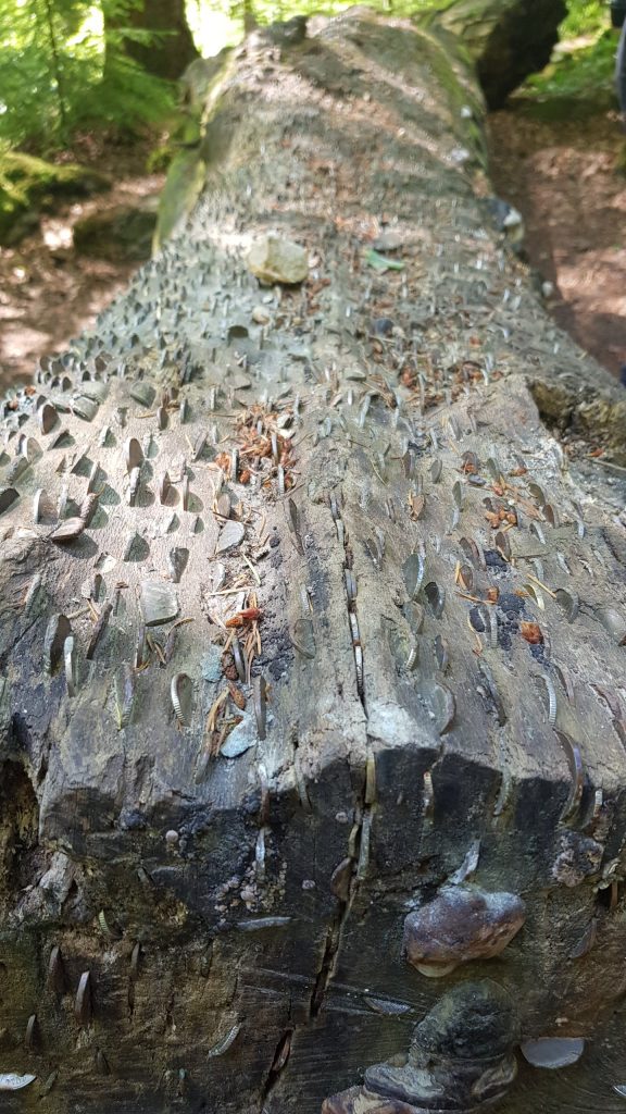 A fallen tree trunk, laying away from the camera. Many coins have been forced into the wood for luck.