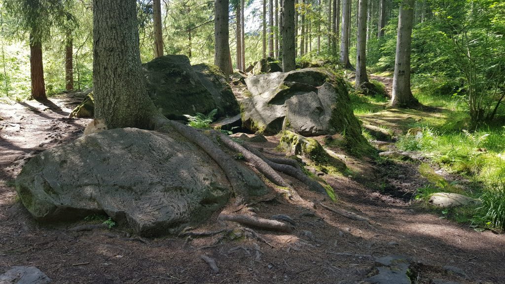 A landscape of rocks and trees. Wilma, a little brown terrier peeks out from behind a large rock.